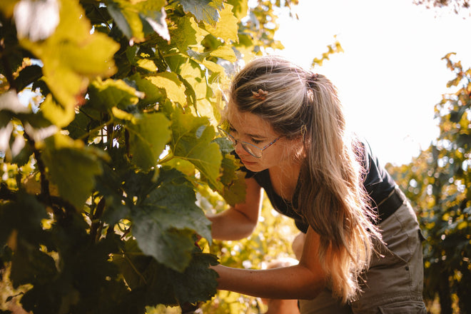 Landweingut Ina Wihler, Weingut Wihler Ihringen, Kaiserstuhl